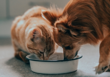 Cómo cambiar correctamente el alimento de su mascota