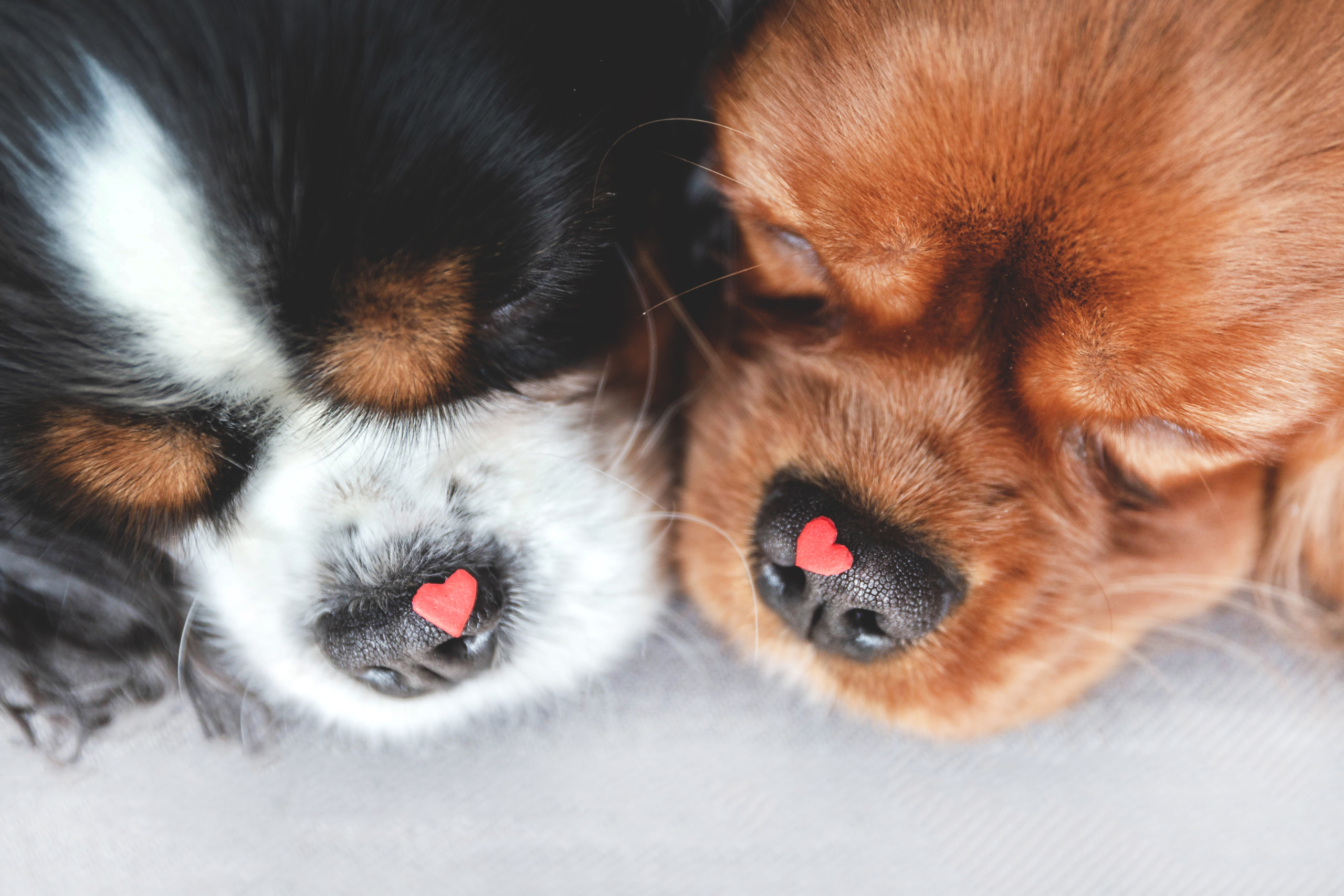 Cómo cepillar los dientes de su perro